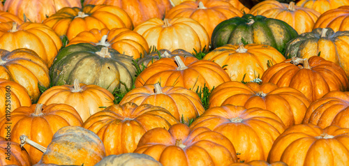 Obraz na płótnie Full frame background of Pumpkins. Many Pumpkins on the hay. Autumn background. Halloween Thanksgiving Autumn Harvest background w salonie