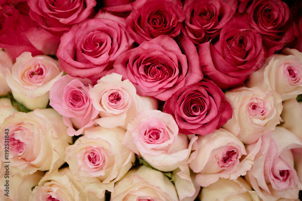 Fototapeta premium Top down shot of opened bud of beautiful pink and white roses