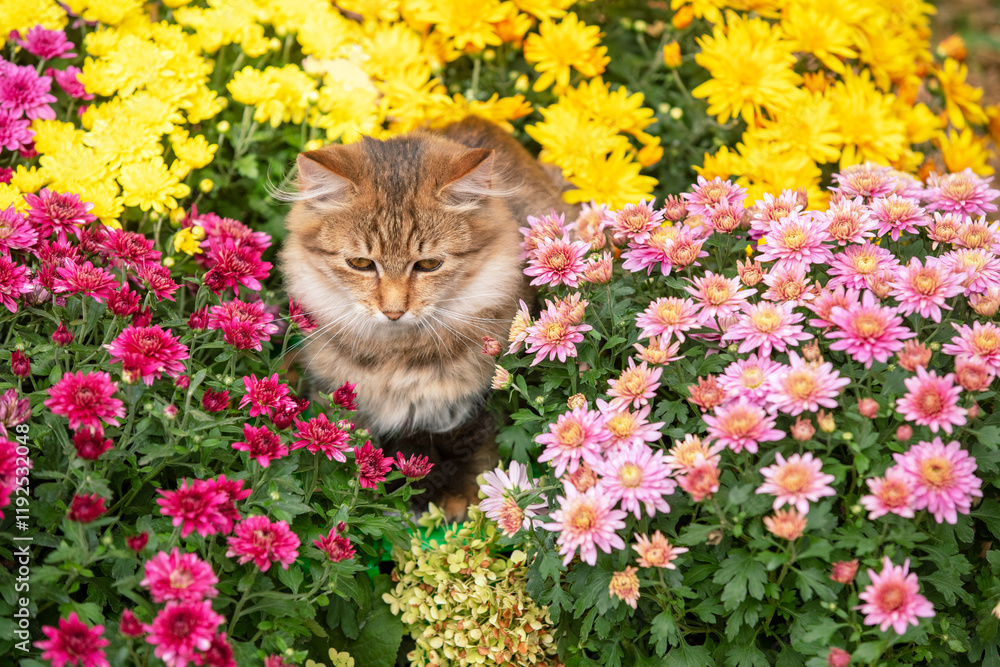 Cute little kitten walking in the garden with yellow and pink chrysanthemum flowers