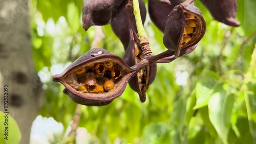 Close-up of Brachychiton populneus seed pods with vibrant green leaves in sunlight photo