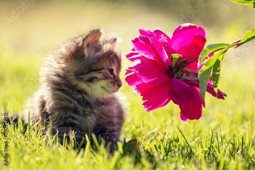 A small kitten sits on the grass with flowers in a summer garden