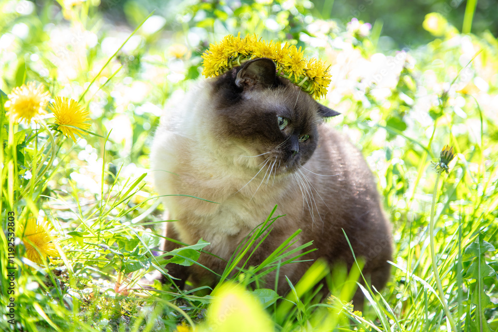 Seal Point cat wearing a wreath of dandelion flowers sits in the garden on a sunny summer day