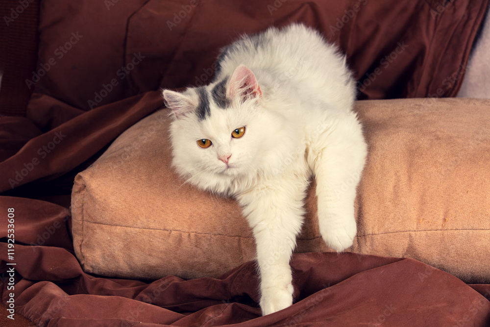 Portrait of a white kitten on a brown background