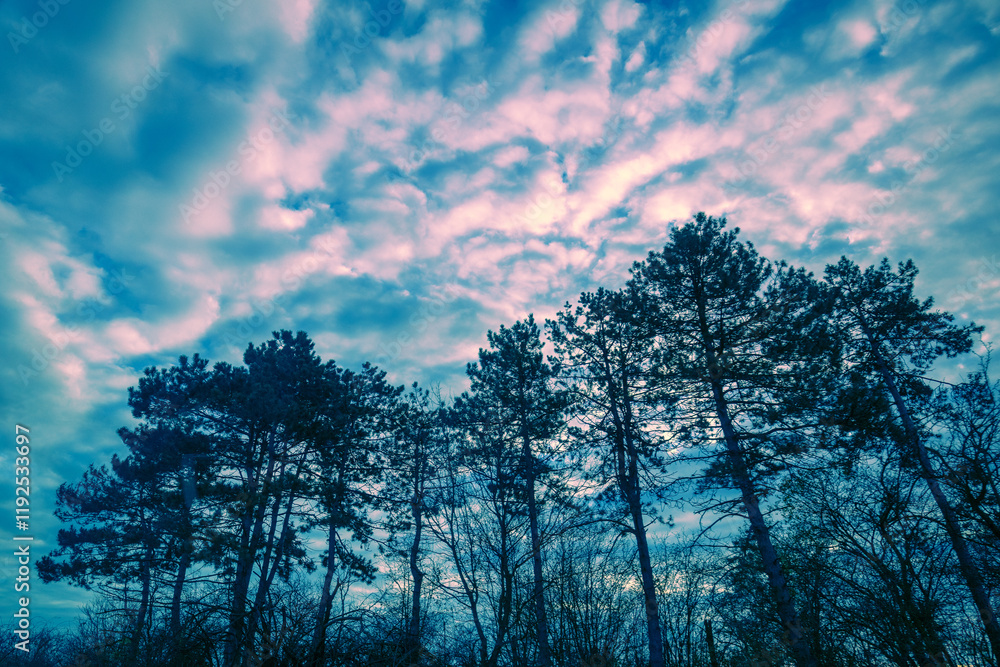 Pine forest against sunset cloudy sky. Nature background