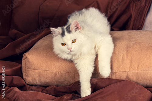 Portrait of a white kitten on a brown background
