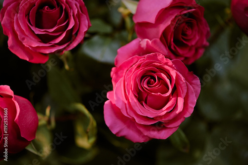 High angle shot of adorable opened bud of pink rose illumed with warm sunray photo