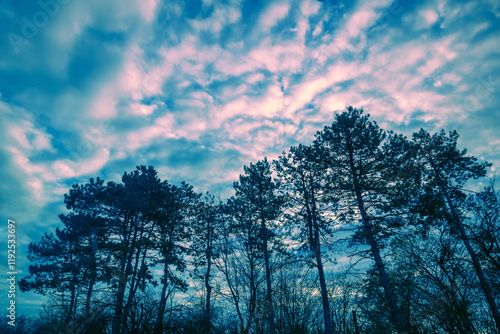 Obraz na płótnie Pine forest against sunset cloudy sky. Nature background w salonie