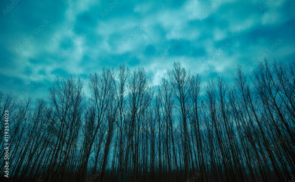 Young forest with bare trees in the misty morning in autumn. Nature background
