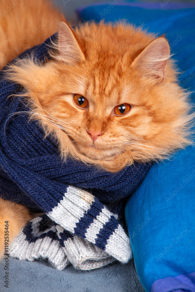 Portrait of a cute red long hair cat in a blue knitting scarf. Vertical photo