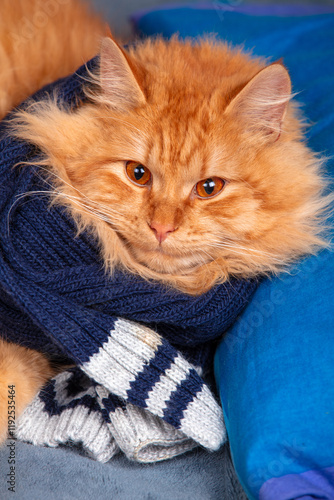 Obraz na płótnie Portrait of a cute red long hair cat in a blue knitting scarf. Vertical photo w salonie