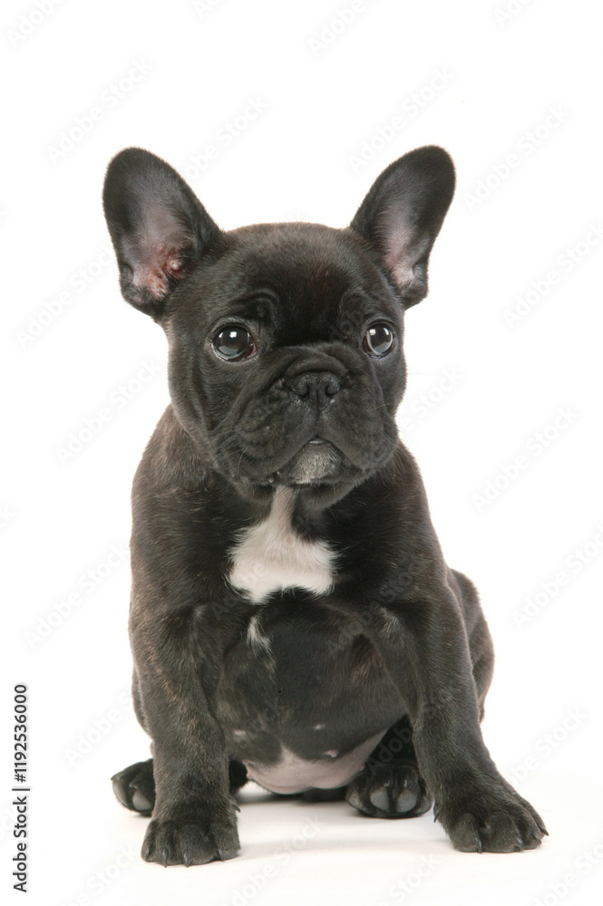 Bouledogue français - Chiot - Studio Bouledogue français - Chiot - Studio