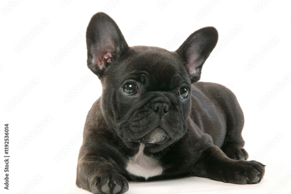 Bouledogue français - Chiot - Studio Bouledogue français - Chiot - Studio