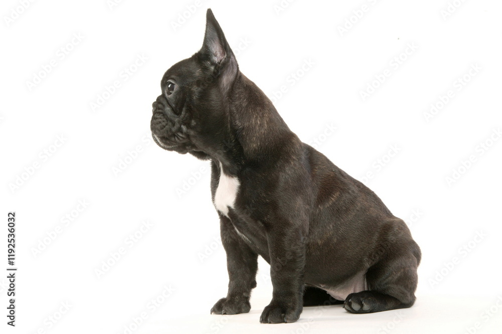 Bouledogue français - Chiot - Studio Bouledogue français - Chiot - Studio
