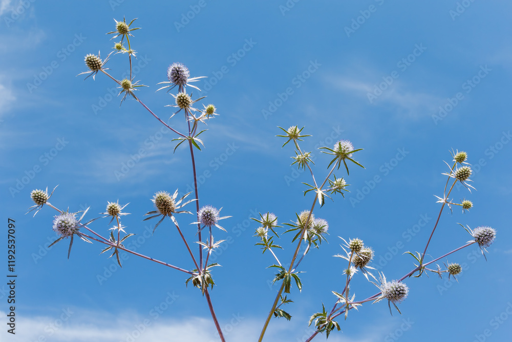 Stems of flat bluebell Eryngium planum with spiky blue flowers against a clear blue sky. Stems of flat bluebell Eryngium planum with spiky blue flowers against a clear blue sky.