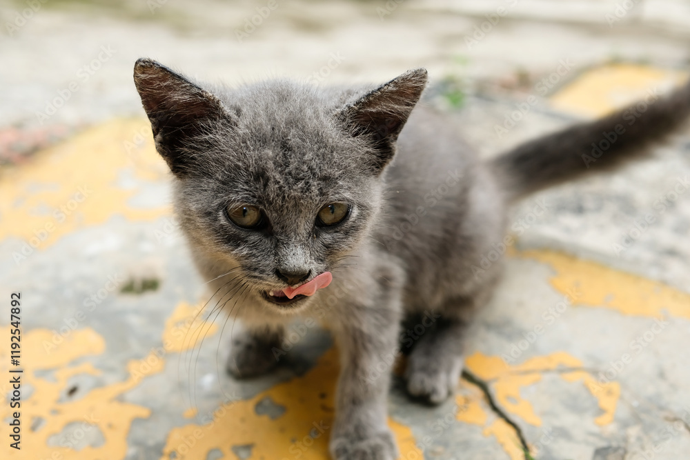 Obraz premium A skinny gray kitten squats on the steps. Malnourished cat begs for food. Domestic Pet Cat. Animal Health Care. Animal Closeup. Cat roaming in the yard