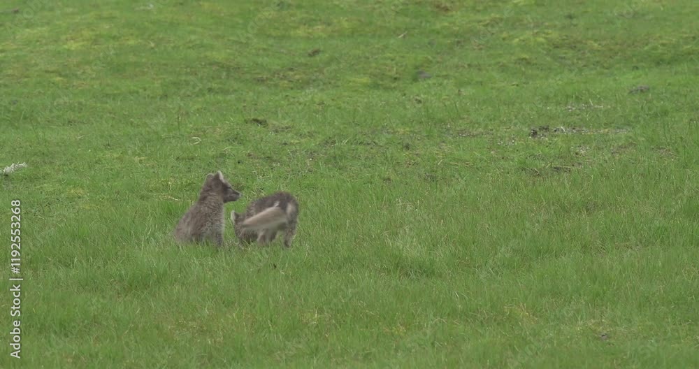 Adorable Gray Arctic Fox Cubs Playing in Their Natural Arctic Habitat - Polar Wildlife in Realtime Handheld Footage Adorable Gray Arctic Fox Cubs Playing in Their Natural Arctic Habitat - Polar Wildlife in Realtime Handheld Footage