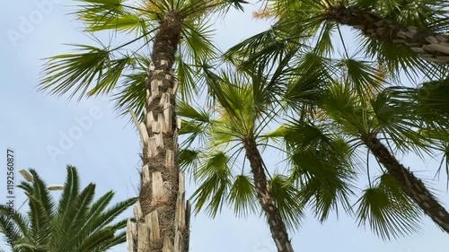 Tropical palm trees reaching skyward on a clear day