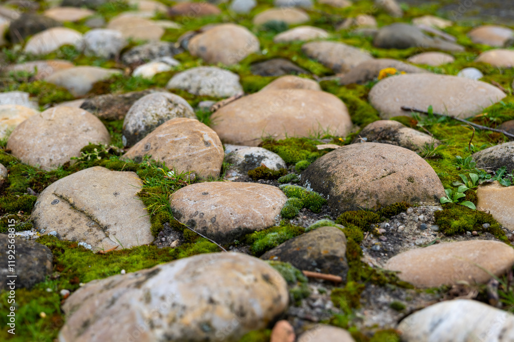 Pebbles covered in moss create a natural pathway in a serene garden setting near a peaceful creek Pebbles covered in moss create a natural pathway in a serene garden setting near a peaceful creek