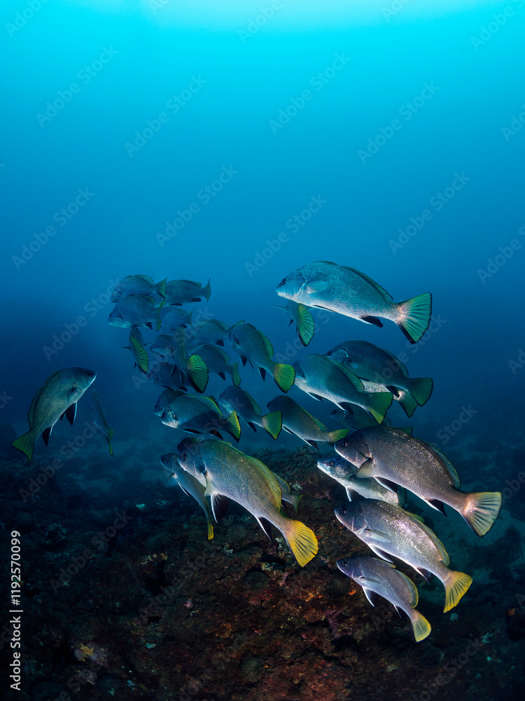 Fototapeta premium school of black drum fish swimming together in deep blue sea with clear water, concept of marine wildlife and underwater fauna, copyspace for text