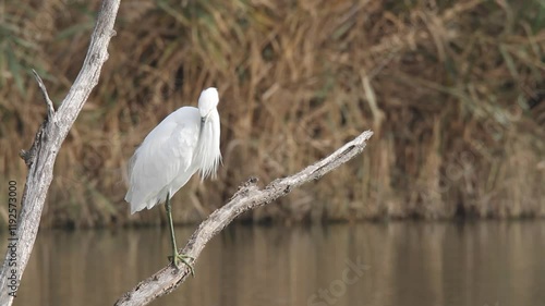 heron marsh bird fishing fish or amphibians in marshes lakes and rivers in europe