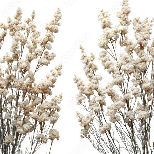 Dried Flowers Cream Bouquet White Background Floral Arrangement Botanical Design Wedding Decor