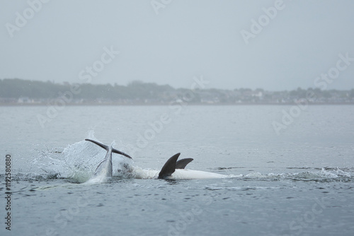 Fotografie bottlenose dolphins playing in the water