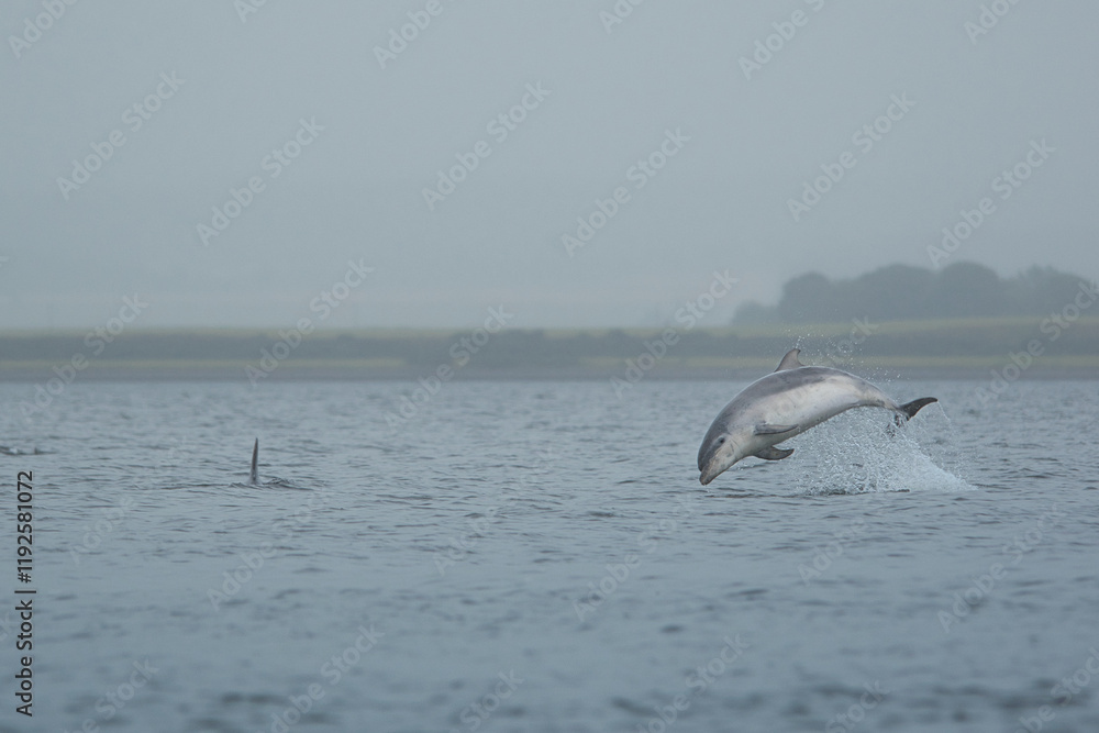 Obraz premium bottlenose dolphins jumping in the water