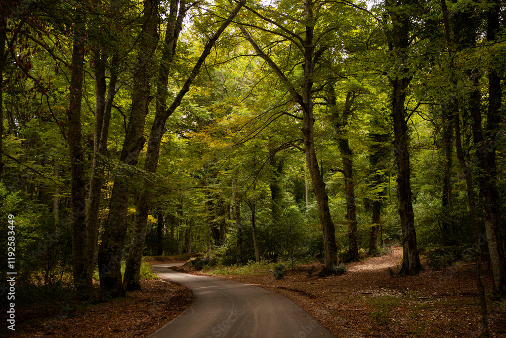 Naklejka premium A road winding through the mystical and dark Umbra forest in the mountains. Gargano National Park, Puglia region, Italy.