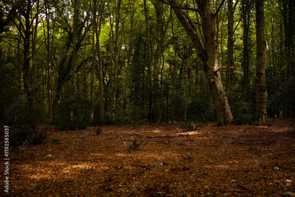 Fototapeta premium Gargano is a National Park in the Apulia region of Italy. Gargano is partially covered by the ancient forest Foresta Umbra, the only remaining oak and beech forest in Italy.