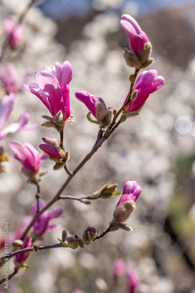 Pink magnolia flowers blooming on a branch in spring Pink magnolia flowers blooming on a branch in spring