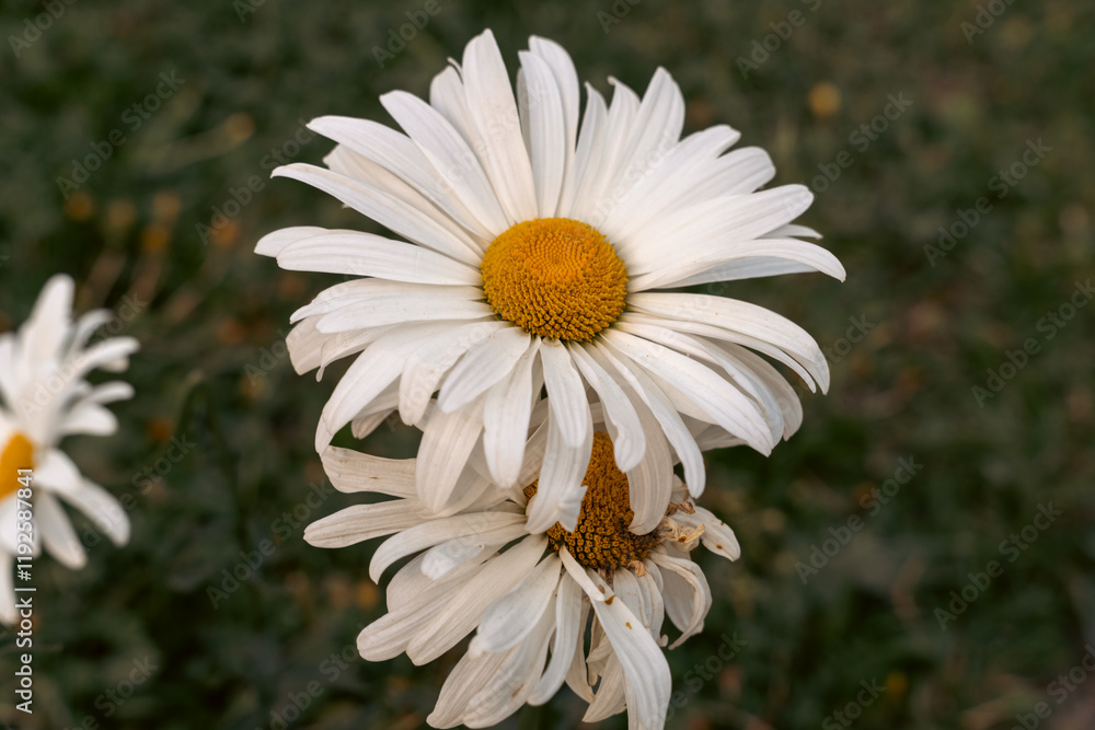 Obraz premium A close up of a white flower with a yellow center. The flower is in a field with grass