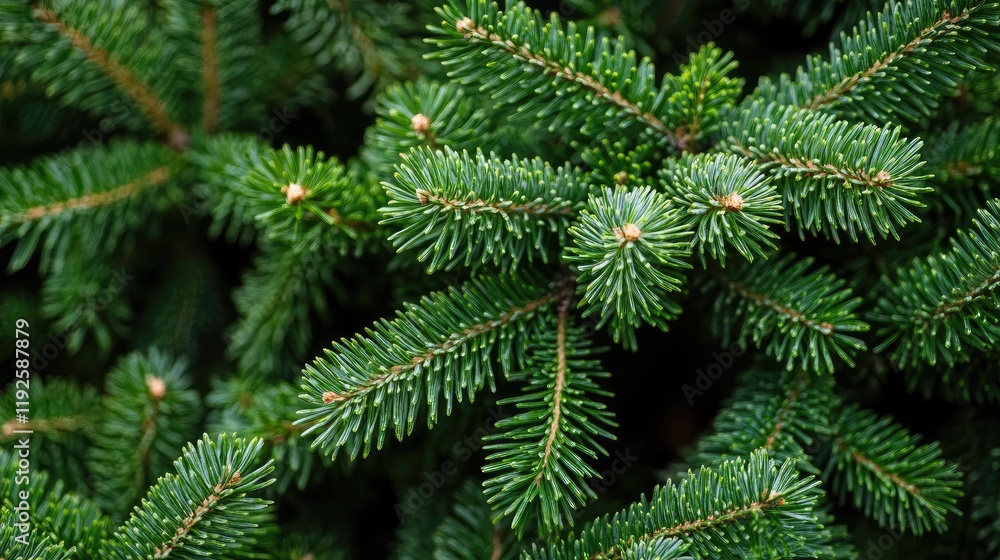 Lush Evergreen Pine Fronds Showcasing Rich Green Texture Perfect for Seasonal Decorations and Nature Inspired Designs Lush Evergreen Pine Fronds Showcasing Rich Green Texture Perfect for Seasonal Decorations and Nature Inspired Designs