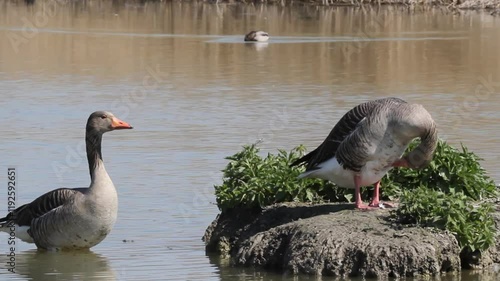 wild goose marsh bird lakes and rivers Europe