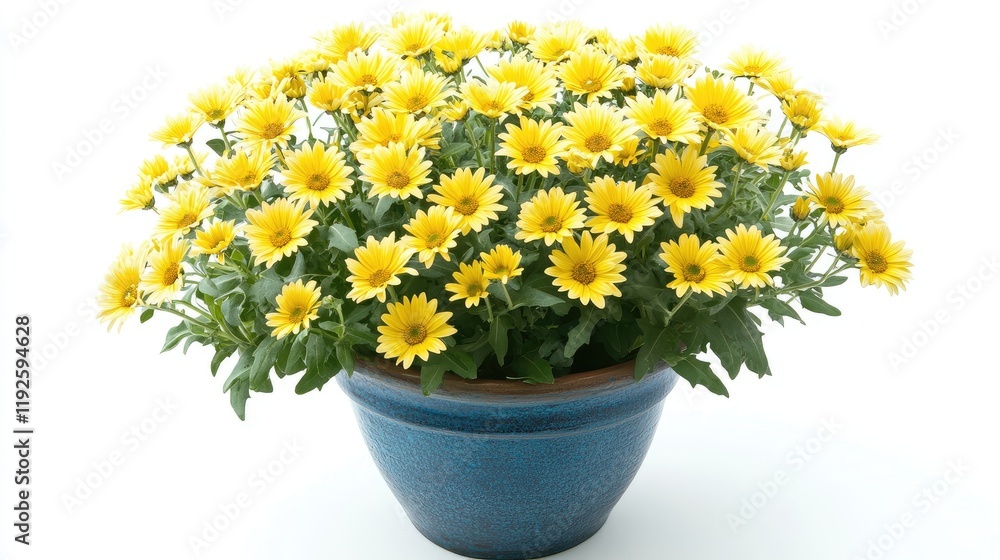 Vibrant yellow daisies blooming in a blue clay pot against a clean white background creating a cheerful floral arrangement. Vibrant yellow daisies blooming in a blue clay pot against a clean white background creating a cheerful floral arrangement.