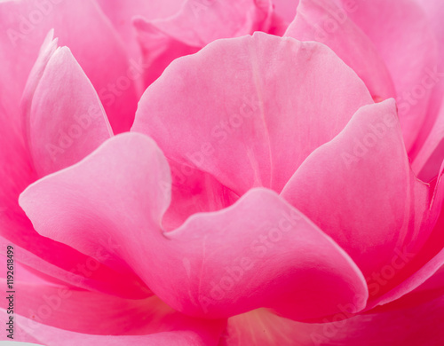 Tender petals of pink rose or Bulgarian rose close up. Beauty of nature background concept.. photo