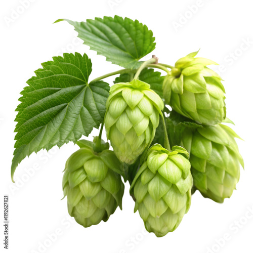 Hops isolated on transparent background