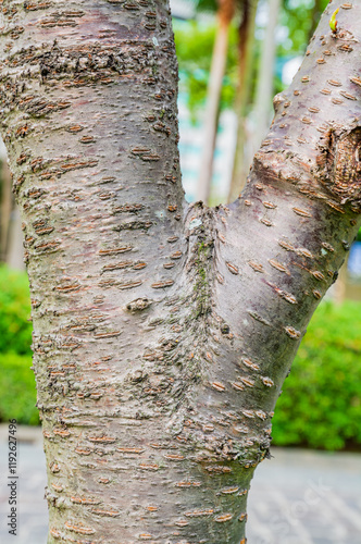 Close up shot of a tree trunk