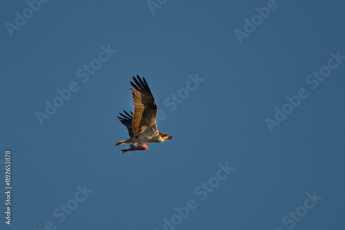 osprey carrying a headless fish in flight