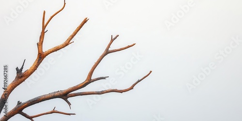 Burned tree branches forming a natural sculpture against smoky skies, wildfire symbolism, unintended artistry photo