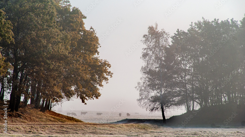 Piękno zimowego krajobrazu w dolinie rzeki Narew, Podlasie, Polska