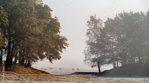 Obraz na płótnie Piękno zimowego krajobrazu w dolinie rzeki Narew, Podlasie, Polska w salonie