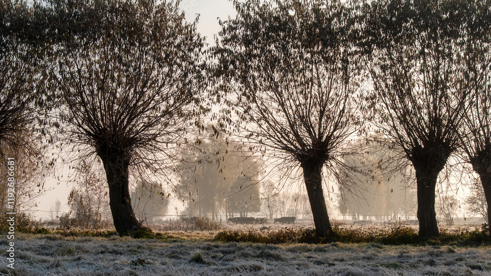 Piękno zimowego krajobrazu w dolinie rzeki Narew, Podlasie, Polska