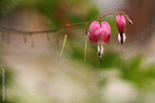 fiori di dicentra spectabilis