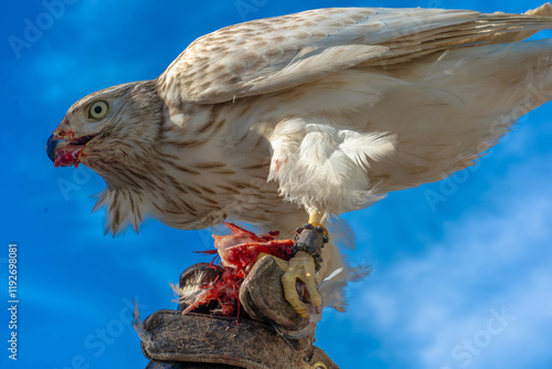 Aguila rusa blanca cetreria caza photo