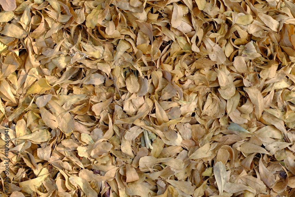 Rustic Texture of Dried Leaves Piled on Forest Floor Rustic Texture of Dried Leaves Piled on Forest Floor