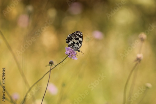 una farfalla melanargia galathea su un fiore in estate photo