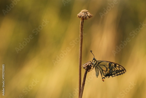 una farfalla macaone in estate photo