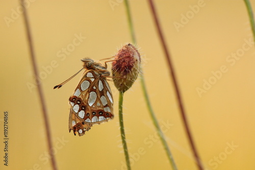 una farfalla issoria lathonia su un fiore di papavero in primavera photo