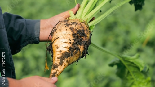 Farmer holding a freshly harvested sugar beet. A farmer holds a freshly harvested sugar beet covered in soil.