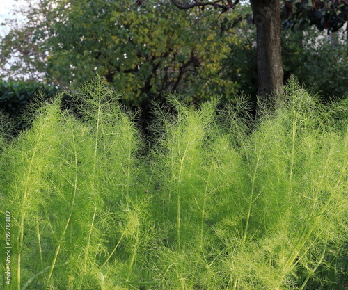 Fotografia Barba di finocchio dolce nel giardino. Foeniculum vulgare